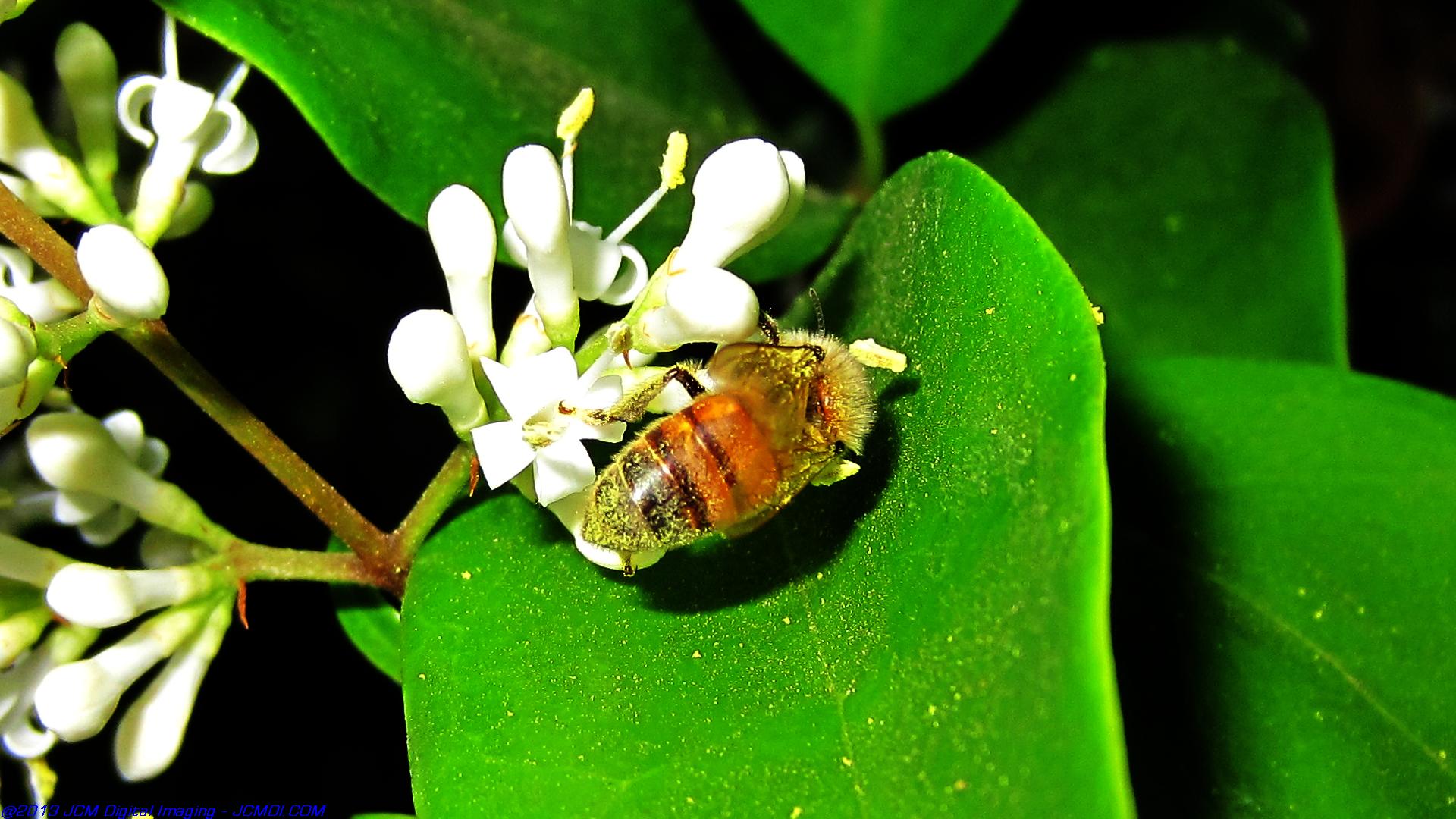 Honeybees on white flowers 